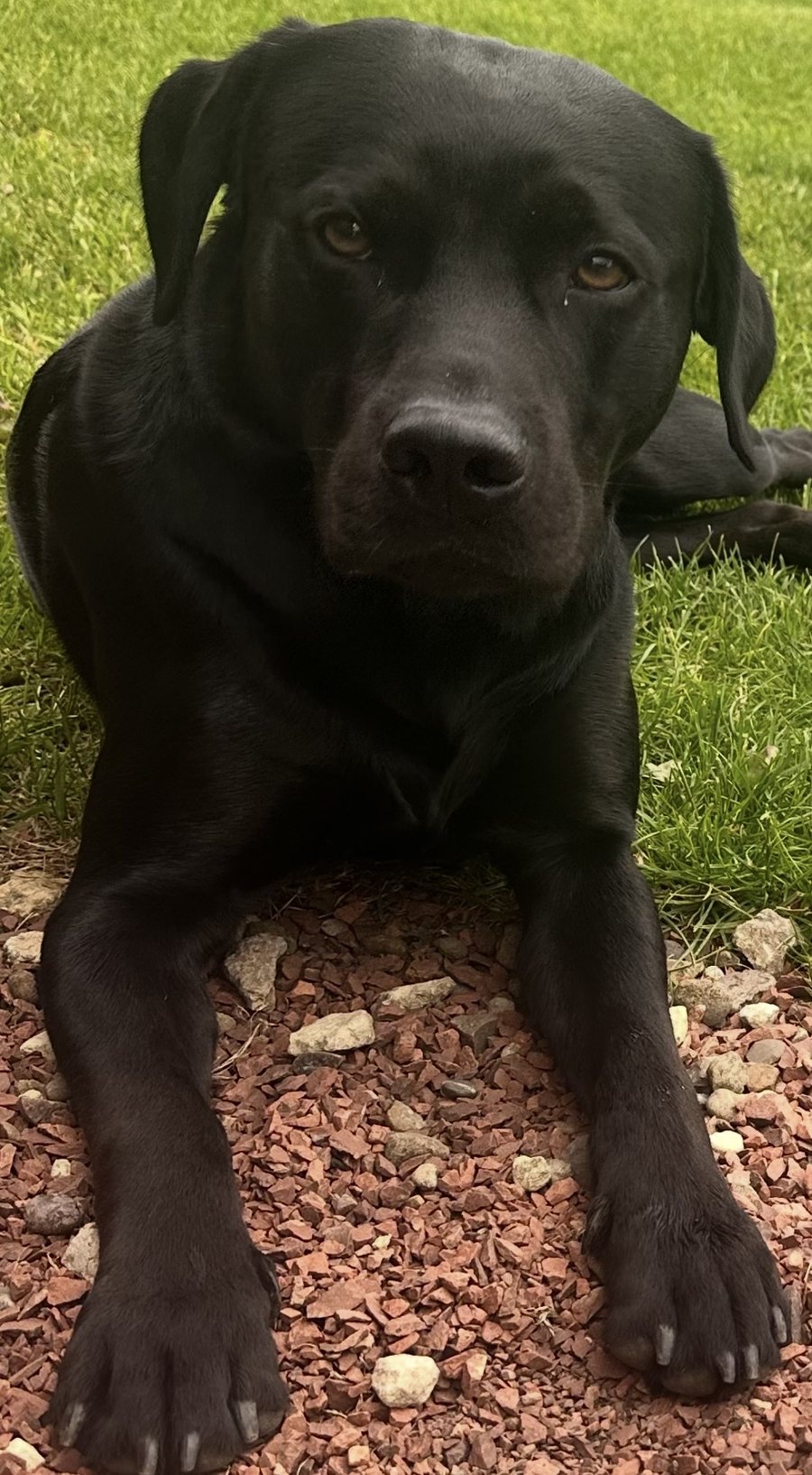Ozzy, Petchup's Chief Taste Officer, a black Labrador lying on the grass